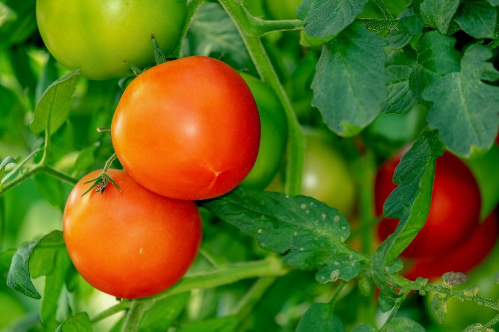 Tomatoes